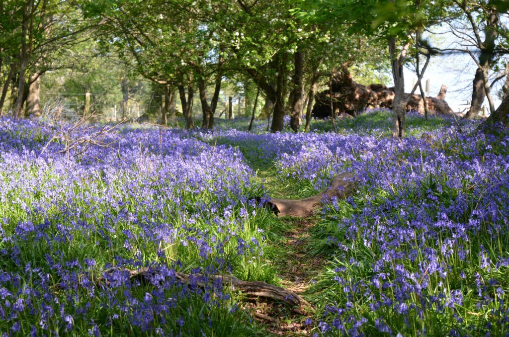 A forest floor covered in bluebells