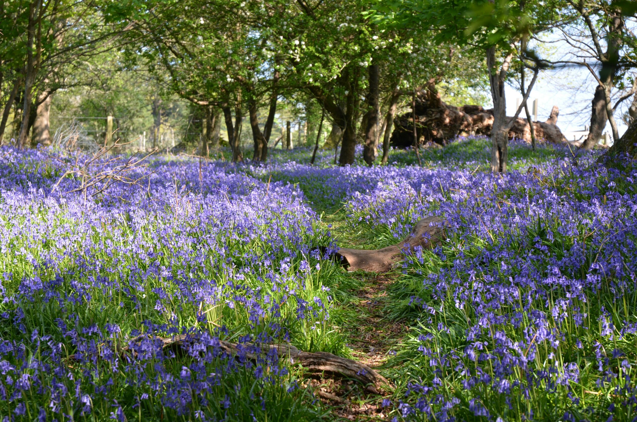 A forest floor covered in bluebells